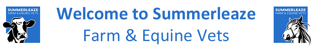 Welcome to Summerleaze Farm and Equine Vets